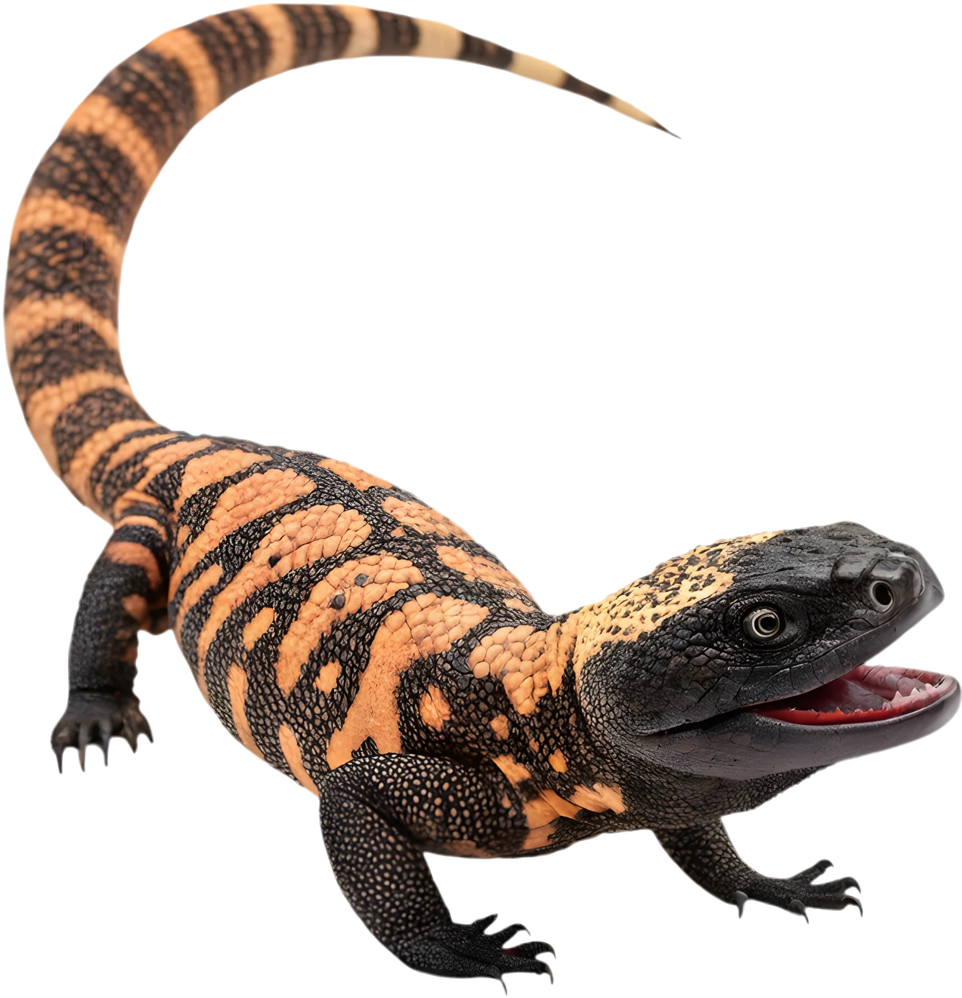 Gila Monster